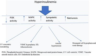 Insulin resistance/hyperinsulinemia: an important cardiovascular risk factor that has long been underestimated